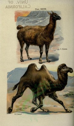 mammals-00368 - Llama, Camel [2396x4106]