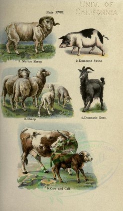 mammals-00370 - Merino Sheep, Domestic Swine, Sheep, Domestic Goat, Cow and Calf [2396x4106]