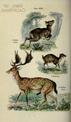 mammals-00372 - Musk Deer, Kanchil, Fallow Deer [2396x4106]