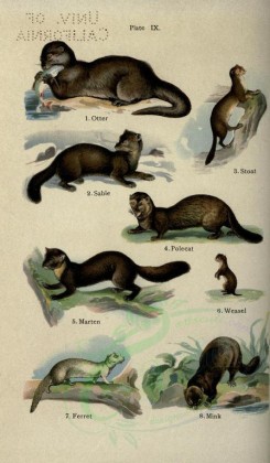 mammals-00373 - Otter, Sable, Stoat, Polecat, Marten, Weasel, Ferret, Mink [2396x4106]