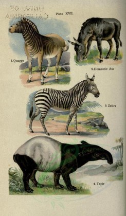 mammals-00375 - Quagga, Domestic Ass, Zebra, Tapir [2396x4106]