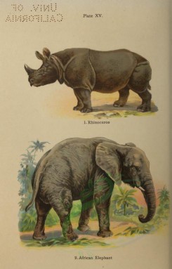 mammals-00378 - Rhinoceros, African Elephant [2438x3808]