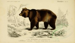 mammals-00460 - Brown bear [3662x2118]