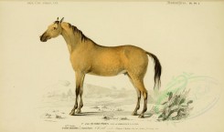 mammals-00474 - Horse [3662x2164]