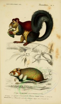 mammals-00476 - Indian giant squirrel (maximus), European hamster [2164x3677]