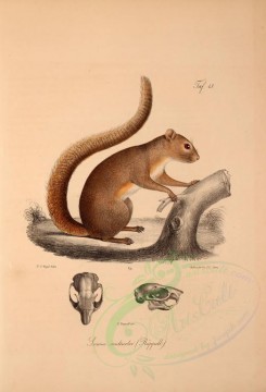 mammals-00512 - Gambian Sun Squirrel [2115x3104]
