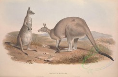 mammals-00872 - Great Grey Kangaroo [5518x3601]