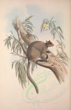 mammals-00874 - Grizzled tree-kangaroo [3601x5570]