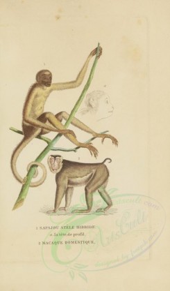 mammals-00893 - Brown spider monkey, White macac [2857x4865]