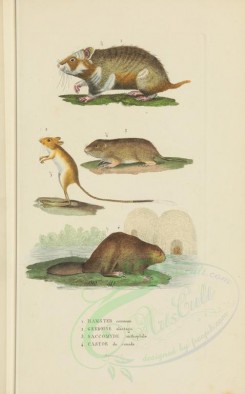 mammals-00897 - Common Hamster, Mongolian five-toed jerboa, saccomys anthrophilus (Latin), Eurasian beaver [3034x4865]