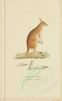 mammals-00901 - Great Red Kangaroo [3034x4865]
