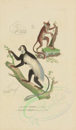 mammals-00902 - Mantled guereza, Spectral tarsier [2857x4865]