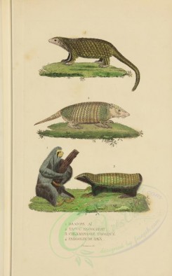 mammals-00904 - Pale-throated sloth, Pichi, Pink fairy armadillo, Sunda pangolin [3034x4865]