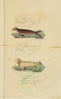 mammals-00906 - Sea Bear or Ursine Seal, Sea Lion [3034x4865]