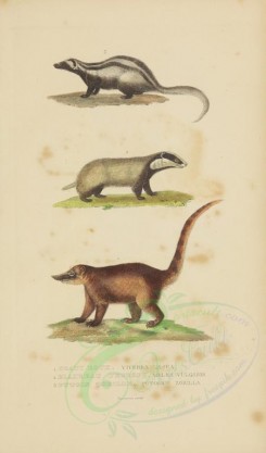 mammals-00910 - South American coati, European badger, Striped polecat [2857x4865]