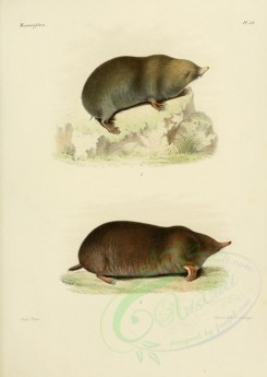 mammals-01531 - Chinese mole shrew, Southeastern Shrew [2479x3486]