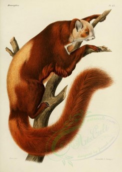 mammals-01541 - Giant flying squirrel [2479x3486]
