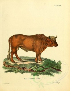 mammals-01755 - Cattle, 2 [2357x3051]