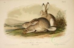 mammals-02207 - Townsend's Rocky Mountain Hare [2869x1876]