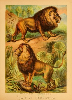 mammals-02212 - AFRICAN LION, ASIATIC LION [1956x2713]