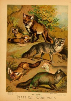 mammals-02216 - COMMON FOX, TENREC, ARCTIC FOX, BLUE FOX, SILVER FOX [1946x2755]
