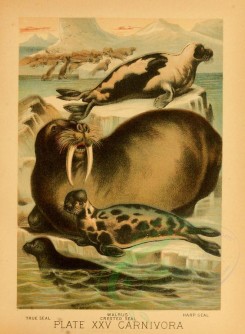 mammals-02238 - TRUE SEAL, WALRUS, CRESTED SEAL, HARP SEAL [2008x2734]