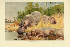 mammals-02250 - HIPPOPOTAMUS [3102x2087]