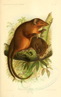 mammals-02265 - Marsupial shrew [2225x3562]