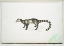mammals-06975 - 2479-Bengal Civet, Viverra Bengalensis
