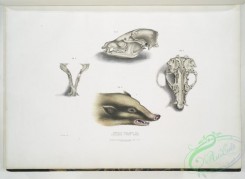mammals-06978 - 2482-Collared Civet Bear, Mydaus collaris, Skull and head