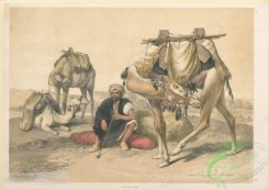 mammals-07009 - 005-Camels resting in the Shekiyeh