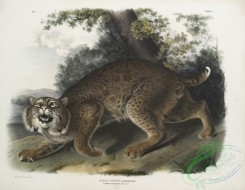 mammals-07015 - 2305-Lynx rufus, Common American Wild Cat, 34 Natural size, Male
