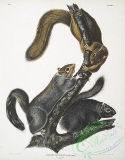 mammals-07031 - 2321-Sciurus cinereus, Cat Squirrel, Natural size
