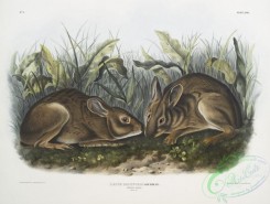 mammals-07032 - 2322-Lepus palustris, Marsh Hare, Natural size
