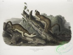 mammals-07074 - 2365-Putorius frenata, Bridled Weasel, Males, Natural size
