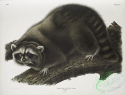 mammals-07075 - 2366-Procyon lotor, Raccoon, (Male, Natural size,)