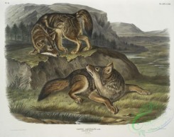 mammals-07085 - 2376-Canis latrans, Prairie Wolf, Males, 13 Natural size