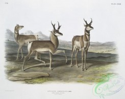 mammals-07091 - 2382-Antilope Americana, Prong-horned Antelope, (Male , female,)