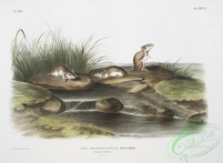 mammals-07112 - 2405-Mus missouriensis, Missouri Mouse, Natural size