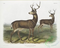 mammals-07118 - 2412-Cervus Richardsonii, Columbian Black-tailed Deer, Male
