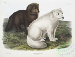mammals-07133 - 2427-Vulpes lagopus, Arctic Fox, Winter , Summer pelage