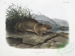 mammals-07135 - 2429-Aplodontia leporina, The Sewellel, Male, Natural size