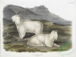 mammals-07140 - 2434-Capra Americana, Rocky Mountain Goat, Male , female