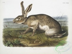 mammals-07145 - 2439-Lepus Texianus, Texian Hare, Male, Natural size
