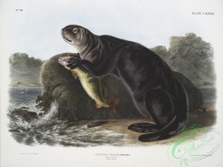mammals-07149 - 2443-Enhydra marina, Sea Otter, Young male