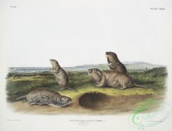 mammals-07154 - 2448-Pseudostoma Borealis, The Camas Rat, Male, female , young, Natural size