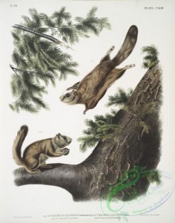 mammals-07155 - 2449-1, Pteromys sabrinus, Severn River Flying Squirrel, 2, Pteromys alpinus, Rocky Mountain Squirrel