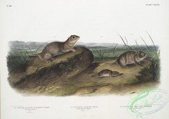 mammals-07159 - 2453-1, Spermophilus Townsendii, American Souslik, Male, Natural size, 2, Arvicola Oregoni, Oregon Meadow-Mouse, Male, Natural size, 3, Arvicola Texiana, T