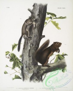 mammals-07161 - 2455-1, Sciurus Fremonsii, Fremont's Squirrel, Natural size, 2, Sciurus fuliginosus, Sooty Squirrel, Natural size