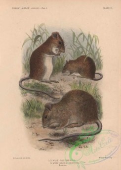 mammals-07188 - rattus tiomanicus jalorensis, mus jalorensis, mus griseiventer